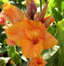 Canna Pretoria 9cm Pot reliably hardy UK zone 9 gardens Outdoor grown