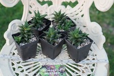 Haworthia 3 inch pot (Grown in the UK) l green succulent l terrarium l indoor