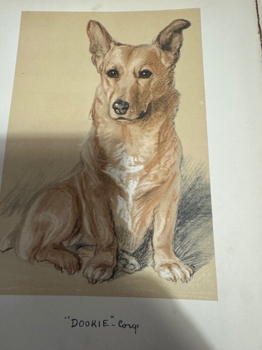 Lucy dawson dog book 1st - dog,