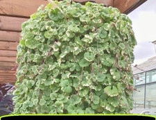 NEPETA x6 Trailing Foliage