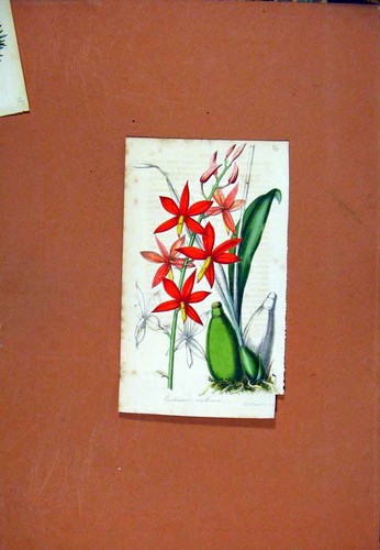 Original old antique - original, print