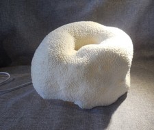 Unusual Costal Sea Coral