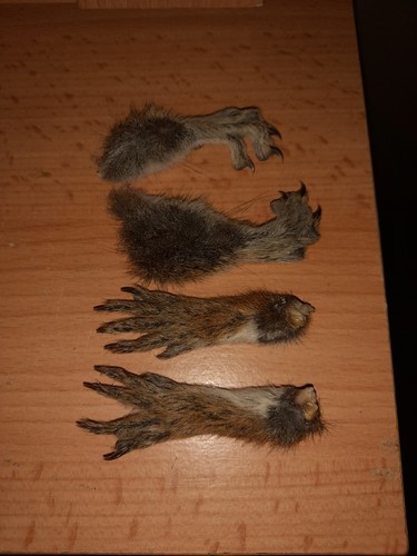 Set taxidermy common - of,