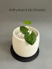 Anthurium Indo Dressleri