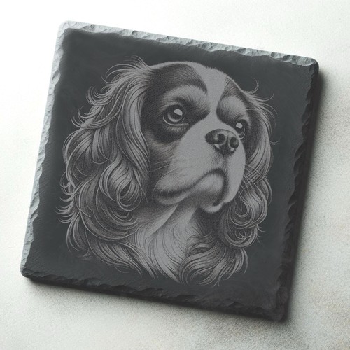 Cavalier king charles spaniel - cavalier,