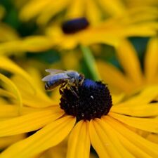 Rudbeckia 'Goldsturm' 2ltr size Plant
