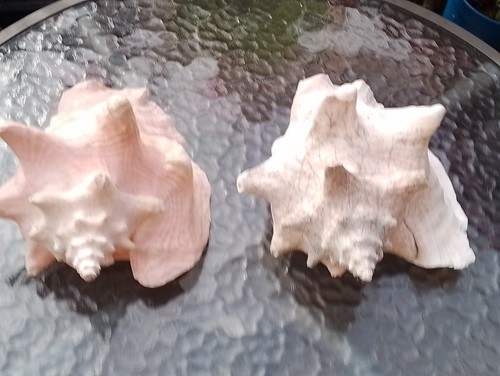 Large vintage queen conch - x,