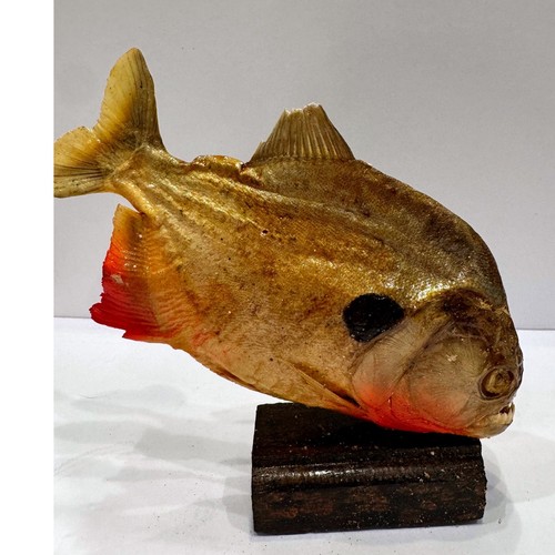 Real mounted piranha fish - mounted,