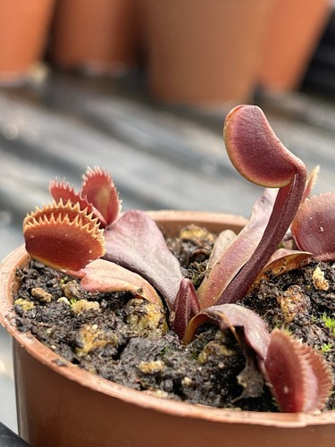 Red venus flytrap bundle - venus,