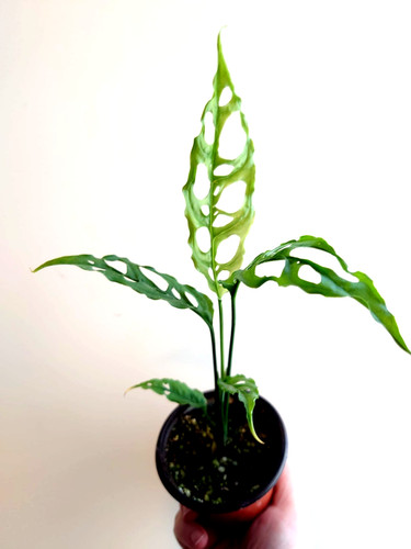 Exotic monstera obliqua peru - exotic,