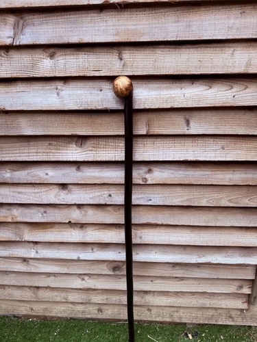 Hazel walking stick oak - walking,