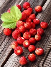 STRAWBERRY REGINA  ALPINE 500 FINEST SEEDS