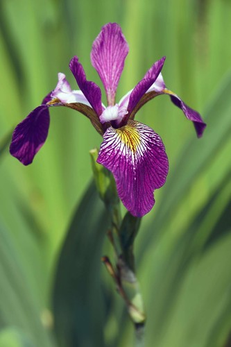 Iris versicolor kermesina - iris, 'kermesina'
