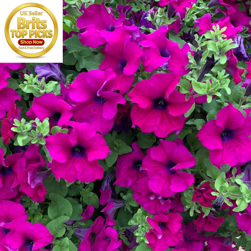 Trailing surfinia purple - trailing,