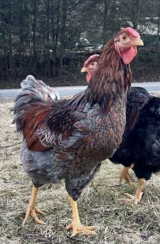 Blue laced red wyandotte 100 - red, 100%