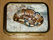 Royal python tobacco - royal, tin.
