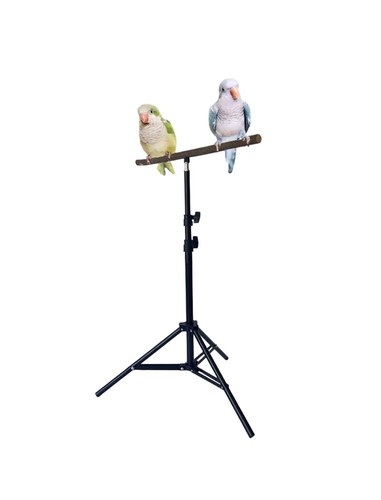 Parrot perch bird - parrot,