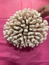 All Natural White Cauliflower