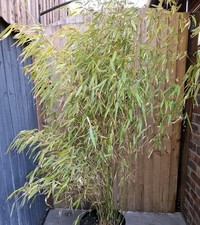 Fargesia Rufa Living Bamboo Non-Invasive Clumping Habit Privacy Screen 5ft Tall