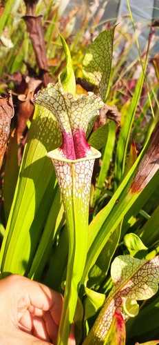 Sxm54 cedric adult - , rhizome