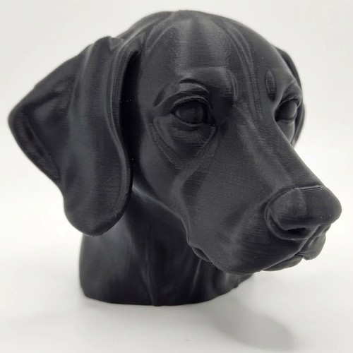 German shorthaired pointer dog - shorthaired,