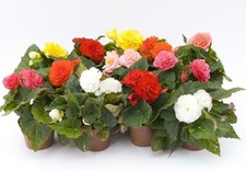 9x Non Stop Begonia double