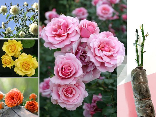 Fragrant climbing bush - climbing, /