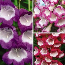 Penstemon patio collection - patio,