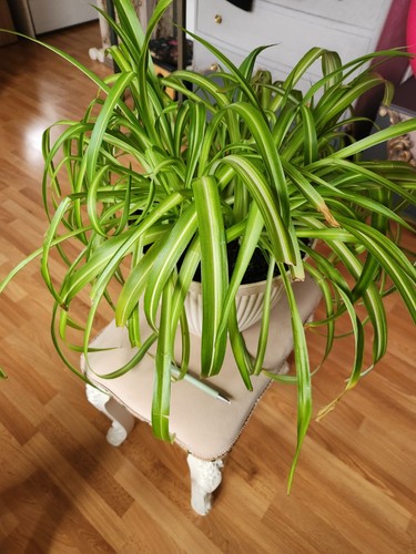 Large lush variegated - &,