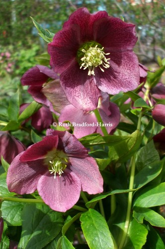 Helleborus queen night - 1, of