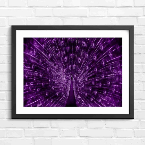 Peacock feather display - feather, art