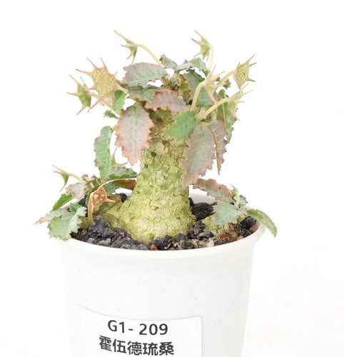 Pot 6cm rare dorstenia - rare,