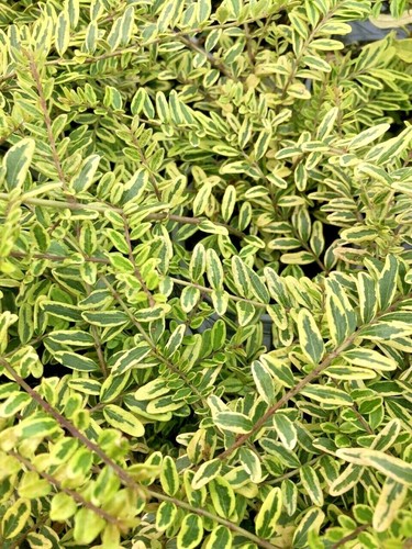 Lonicera lemon beauty shrubby - lonicera, beauty.
