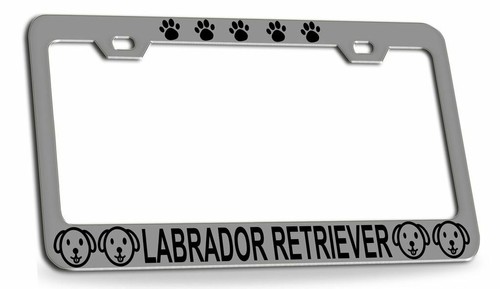 Labrador retriever dogs - labrador,