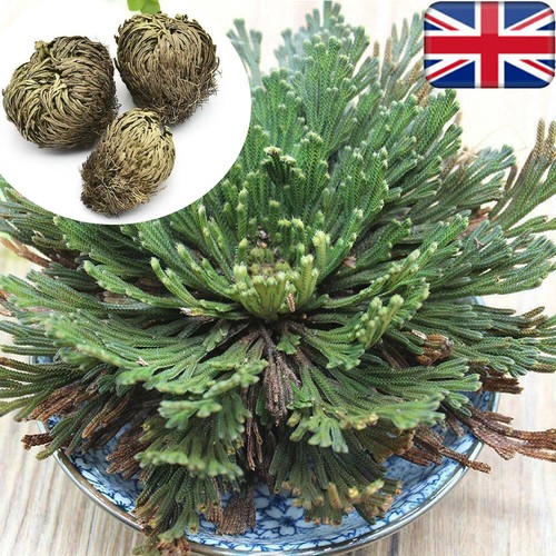 Resurrection rose jericho - resurrection-rose-of,