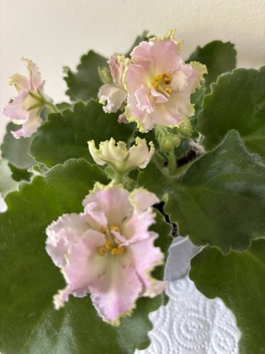 African violet rooted leaf - african,