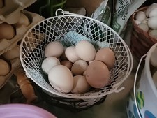 mixed polish hatching eggs