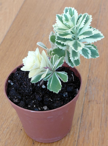 Sedum takesimense atlantis - takesimense,