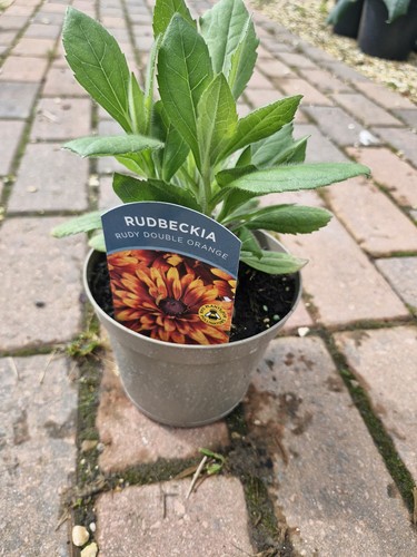 Potted rudbeckia rudy - x,