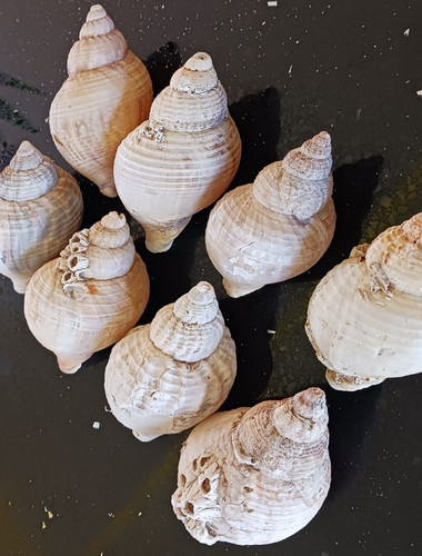 Large common whelk shells - 8,