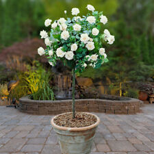 Patio Standard White Rose, Elegant Fragrant Blooms, Bare Root, Ready to Grow