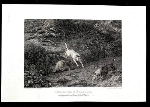 Terrier and pole cat - terrier,