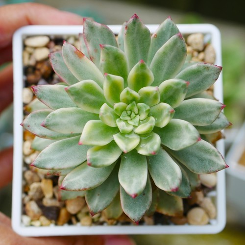 Echeveria green emerald - echeveria,