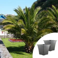 Pair of Palm Trees, Phoenix