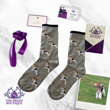 Fox terrier wire haired - haired, socks