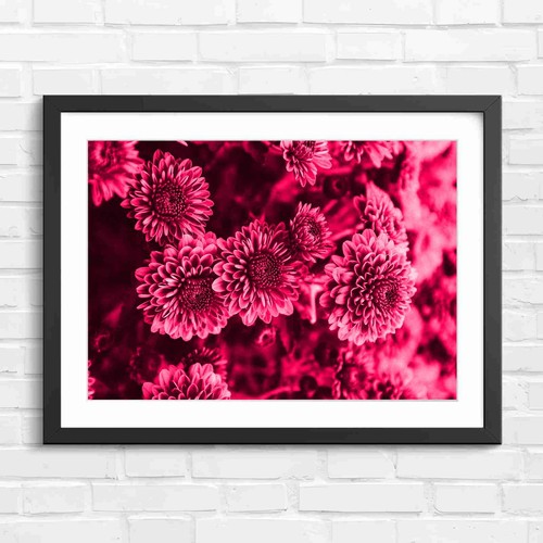 Vibrant pink chrysanthemum - vibrant,