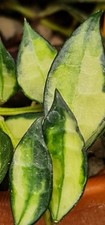 Hoya Lacunosa Varigated