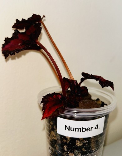 Begonia rex red - begonia, small