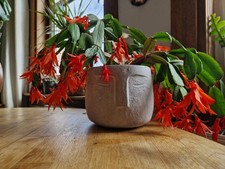 Red Easter Cactus X3 Unrooted Cuttings - Succulent - Easy To Grow Flower