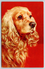 Beautiful Cocker Spaniel Dog Portrait Pose Postcard UNP